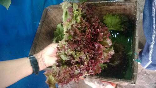 最常用的十句上海话文字,上海话300个字