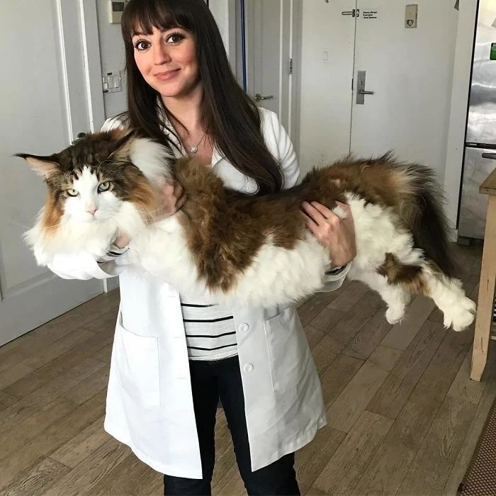 同样是腿,凭啥猫咪就能这么细长直?