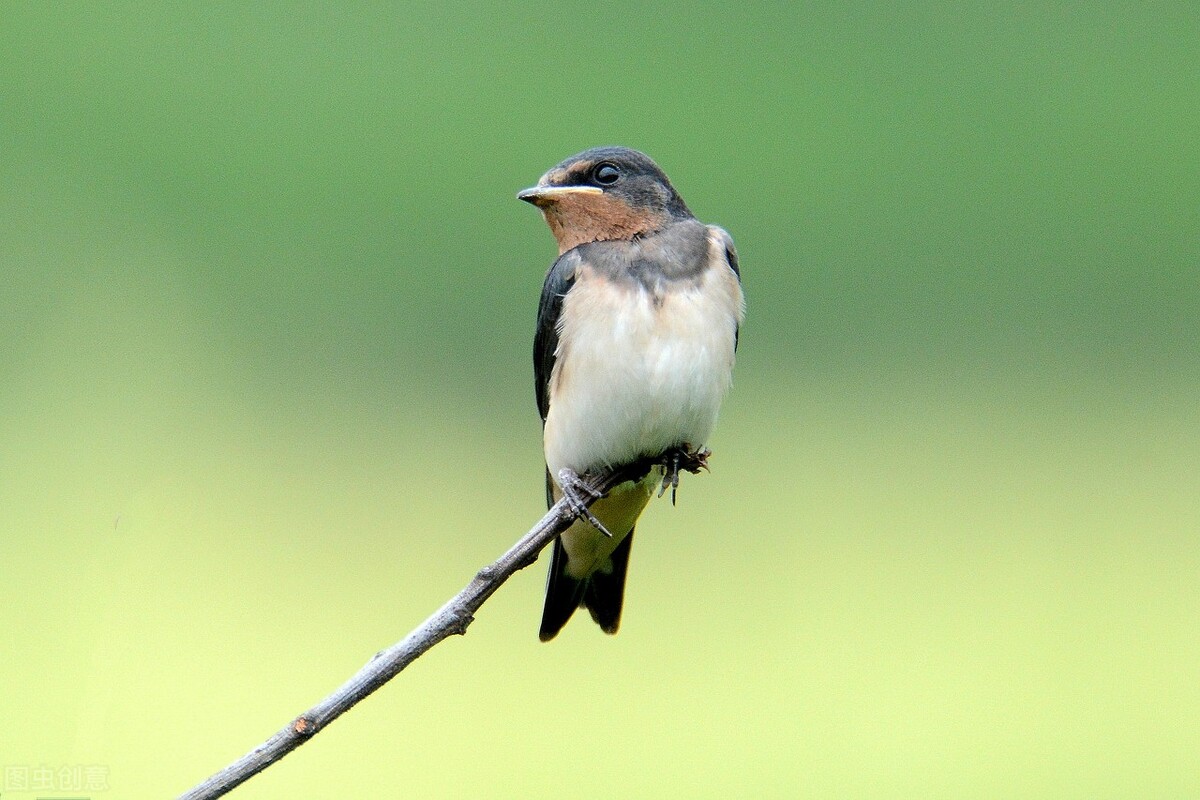 鸟感冒了还能晒太阳吗,鸟感冒了就是禽流感吗