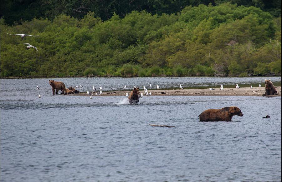 加拿大遇到熊会到路边吗,在幽深洞穴里探险遇到熊该怎么办