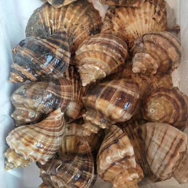 渤海湾野生海鲜图片,渤海湾海鲜为什么好