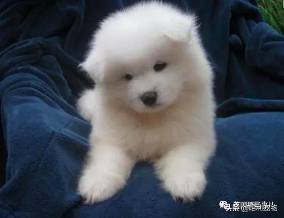 要狗看门？千万别选萨摩耶！这货除了笑不会干别的了