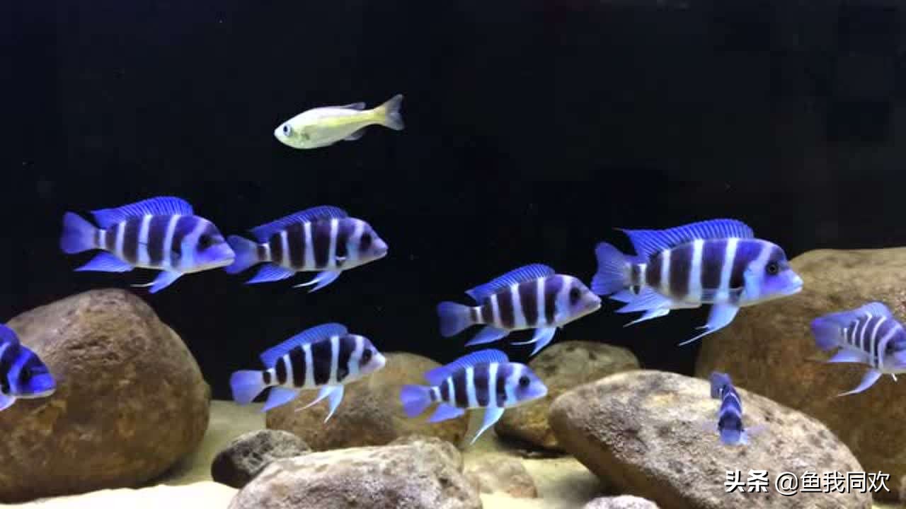 三湖慈鲷野生和人工的区别,养三湖慈鲷用什么石头最好