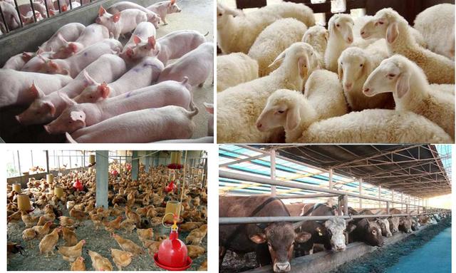 高效饲料添加剂：用猪毛、鸡毛、人毛、A3分解醇制作快速育肥技术