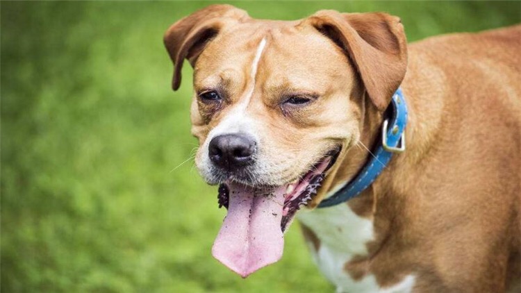 狗狗尾巴夹着什么原因,狗狗把尾巴咬紫了怎么办