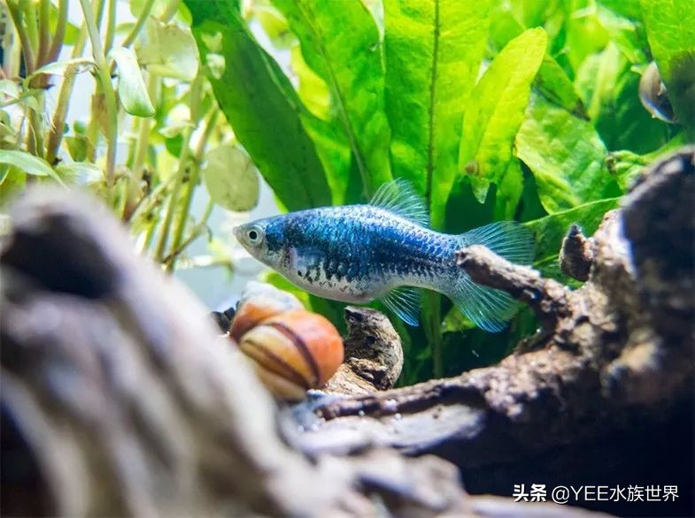 观赏鱼新手入门推荐,观赏鱼新手入门教程