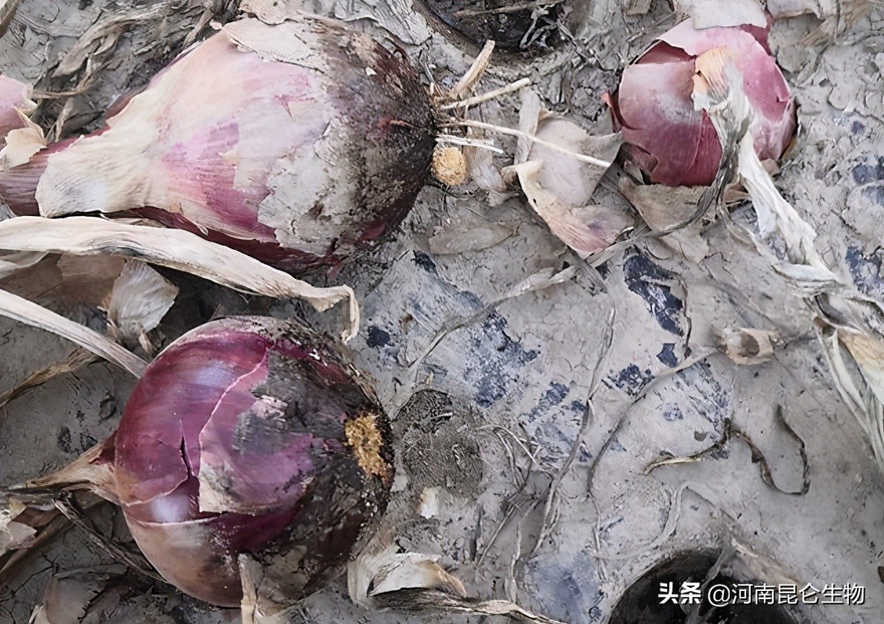 洋葱烂根的治疗方法,洋葱苗干尖黄叶用什么药