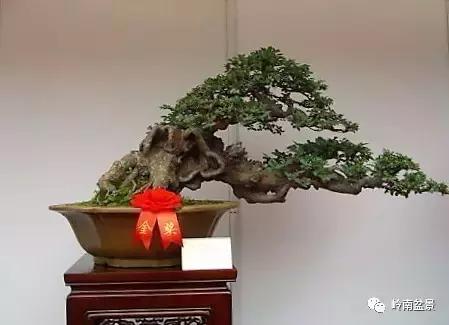 临水式金弹子盆景图片大全欣赏,看盆景展里赏心悦目的盆景