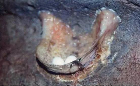 雪燕怎么辨别真假,真假血燕的鉴定方法