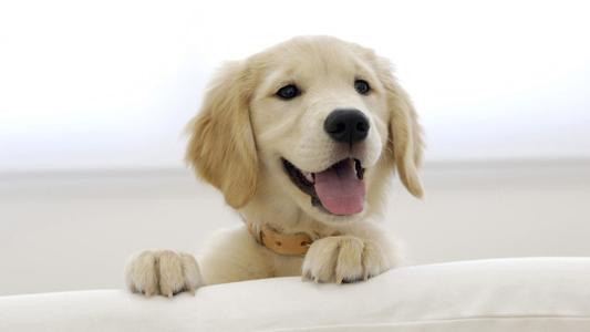 狗狗耳朵有几种类型,正常狗狗耳朵是什么样的