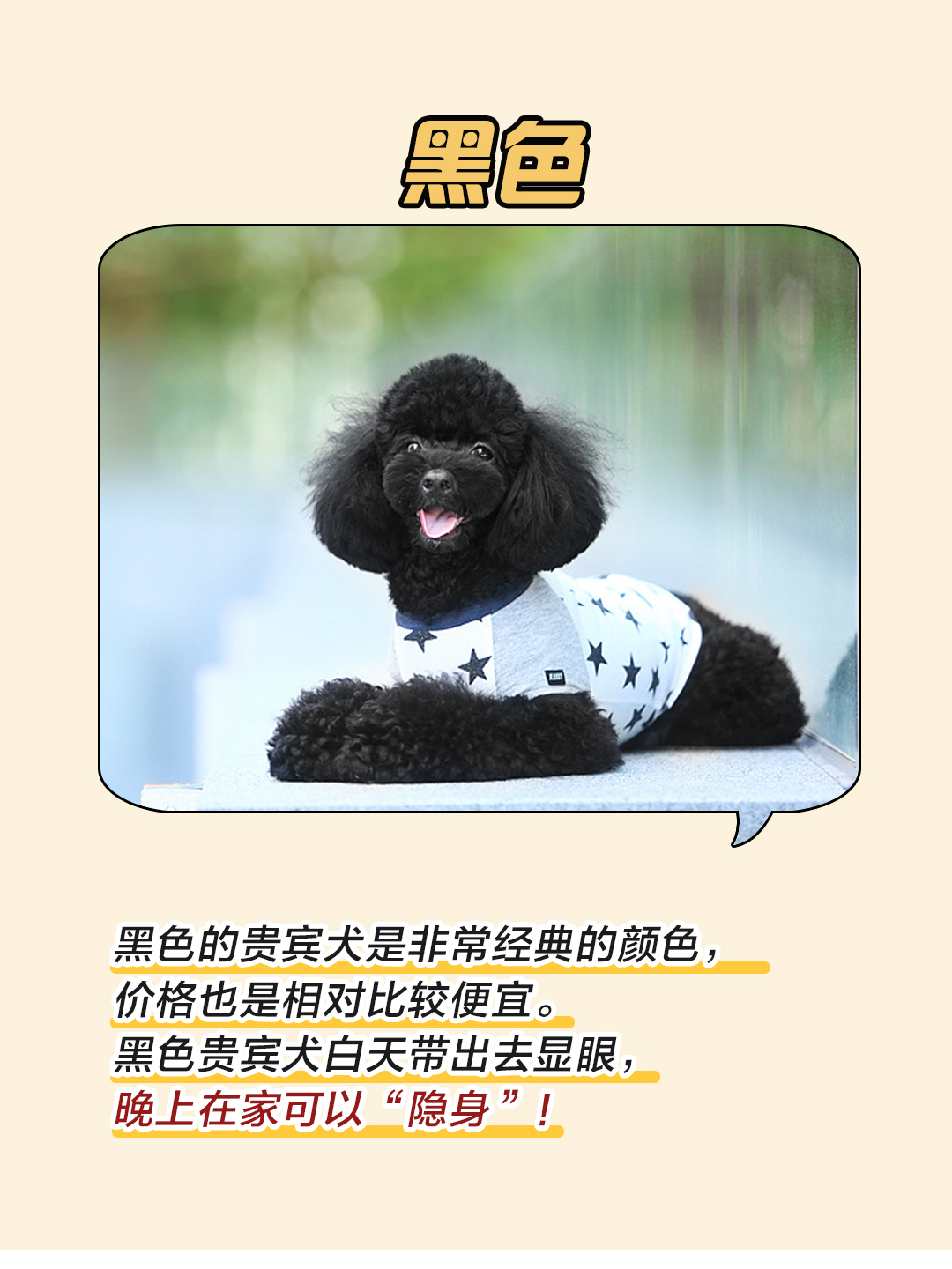 贵宾犬颜色哪个最好,贵宾犬颜色