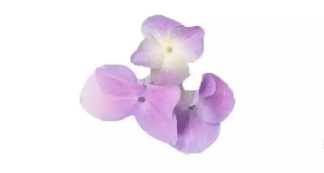 摆盘装饰花草叫什么名字,厨房摆盘装饰花草名称