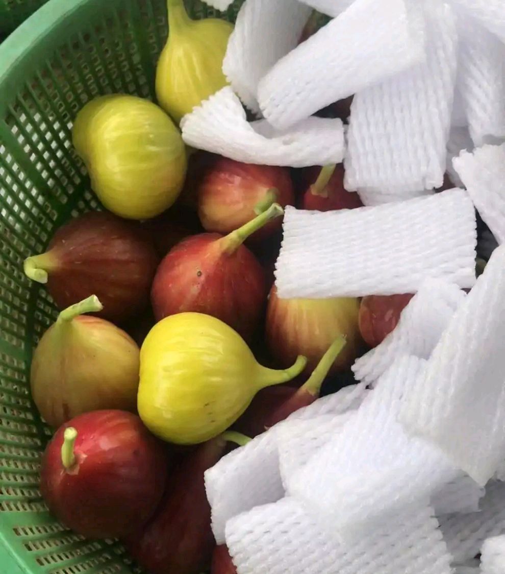 秋天扦插花苗,秋天扦插的小苗