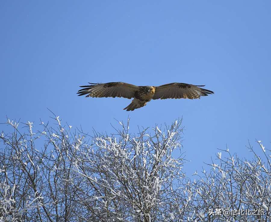 草原杀手,草原杀手视频