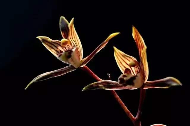 150个古代女人是怎么搞定男人的——因梦见兰花而富贵的女人