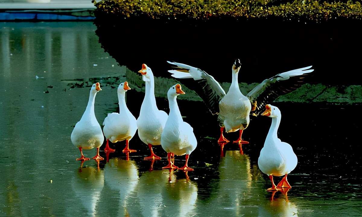 铁岭特产美食送人,铁岭有什么特产水果
