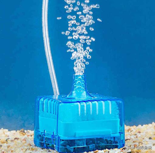 小型鱼缸过滤器怎样养殖观赏鱼,小鱼缸养小型鱼用什么过滤好