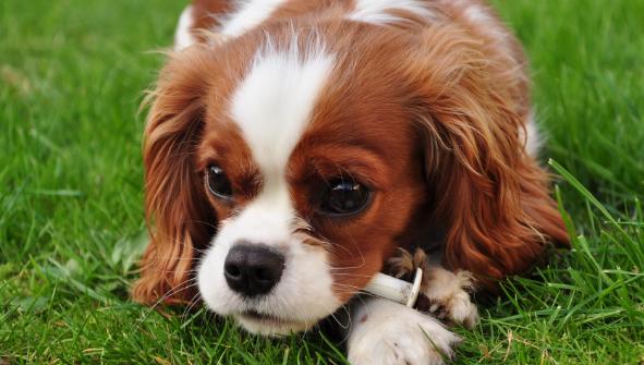 有必要给狗狗刷牙吗,如何给狗狗刷牙只需做好这4步