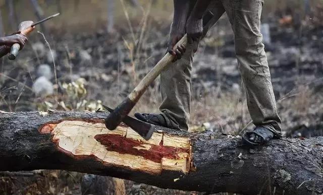 血檀种类,血檀排第几