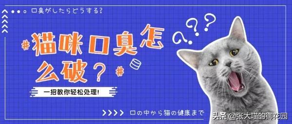 猫咪有很多口臭是什么原因,猫咪口臭是什么原因导致的