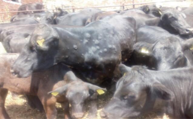 牛结节性皮肤病的流行与诊断,牛结节病防控工作面临的主要问题