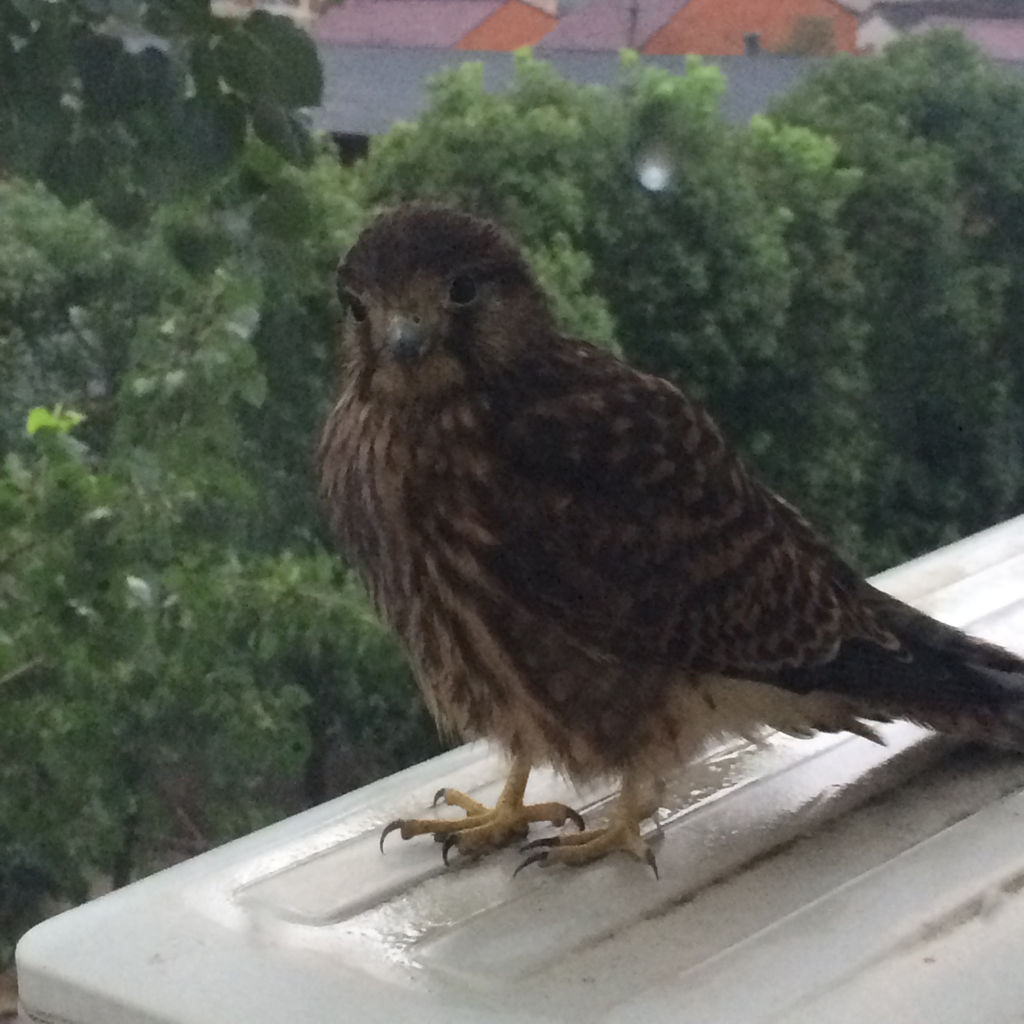 鸟类怎么样躲避极干旱的天气,野生动物如何躲避暴风雨
