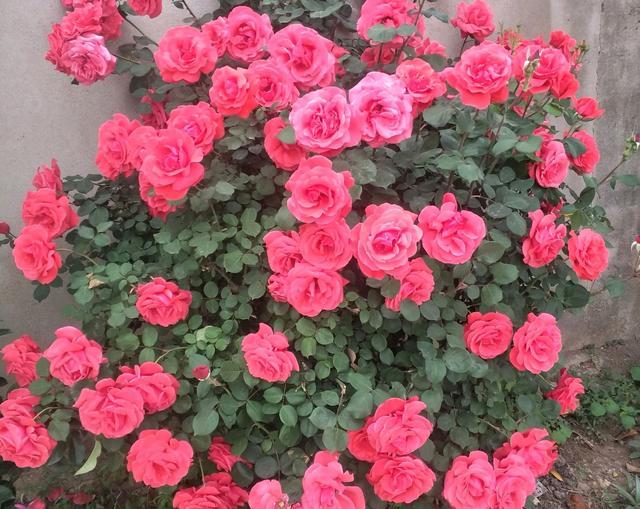 家庭养花风水讲究要注意哪些禁忌,室内放花卉风水禁忌大全图