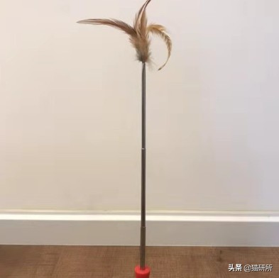 猫咪平替好物推荐,提高猫咪生活质量的几款好物