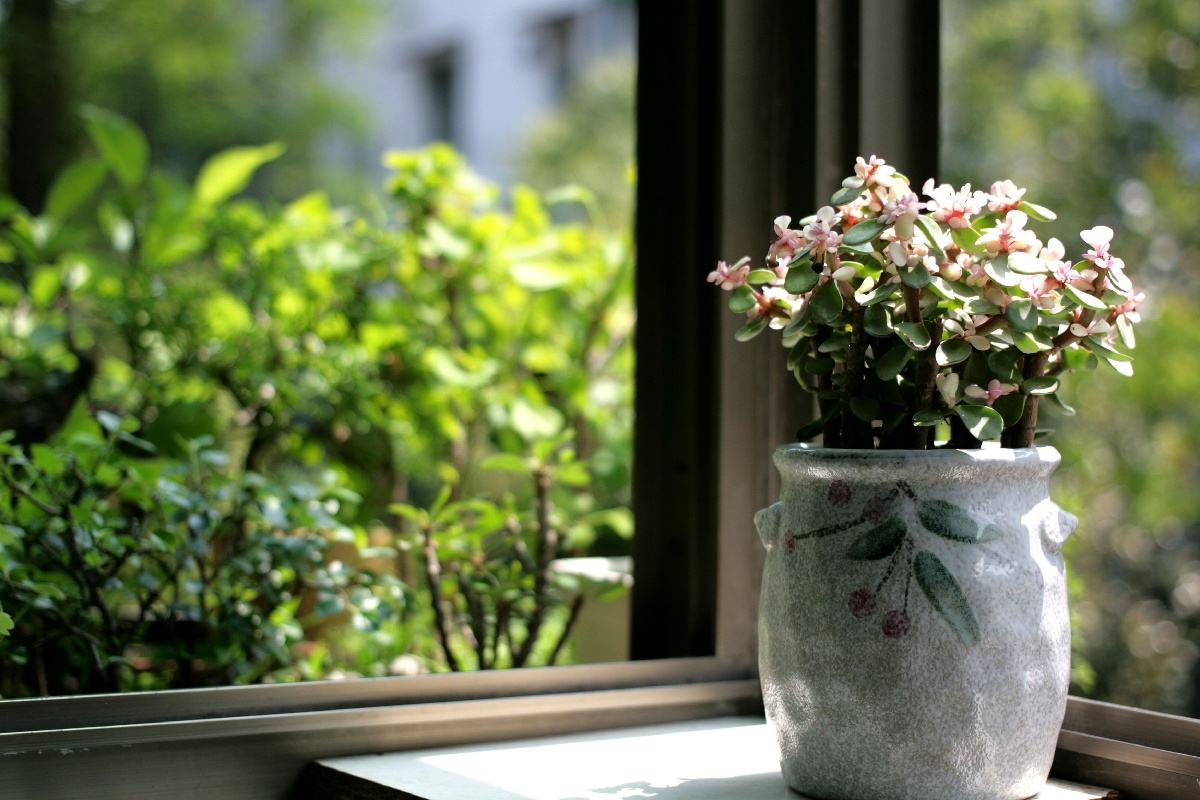 制作老桩树,可以做老桩的草本植物