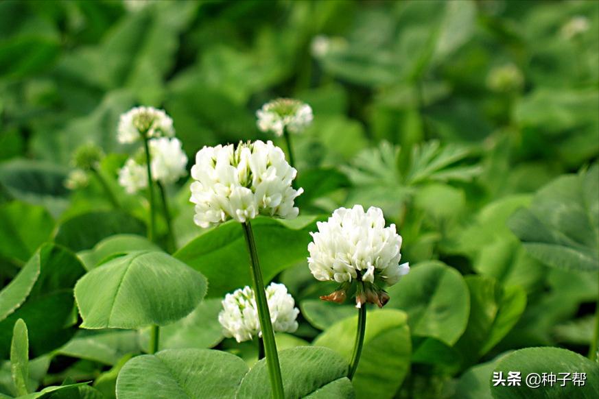 白三叶护坡草坪,护坡草坪哪种好