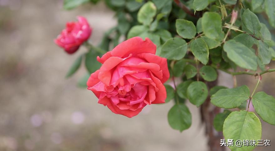 济南树状月季基地,济南藤本月季种植基地