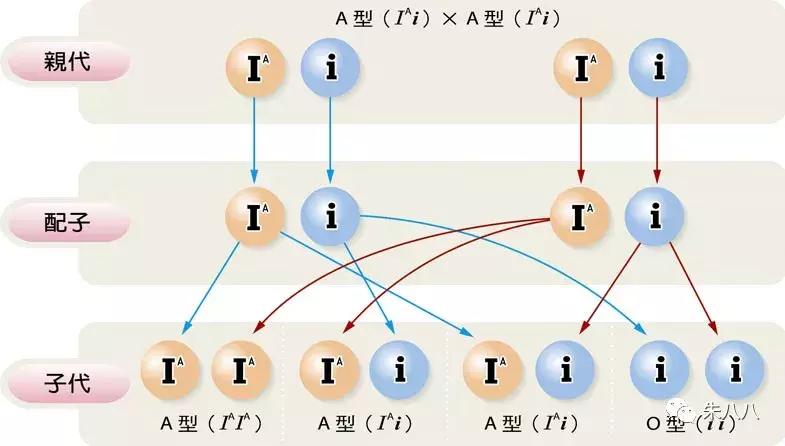 血液与遗传及生命的真相和谎言---走近血型之父