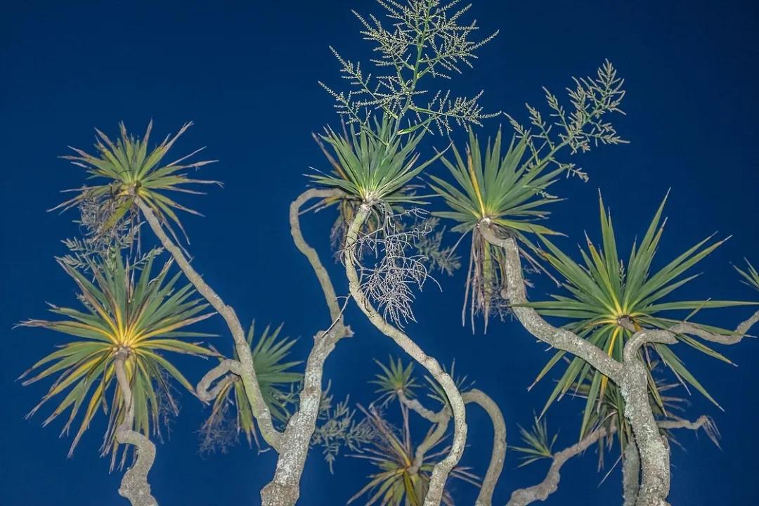 美食摄影用光攻略手册,手机摄影手册免费课程