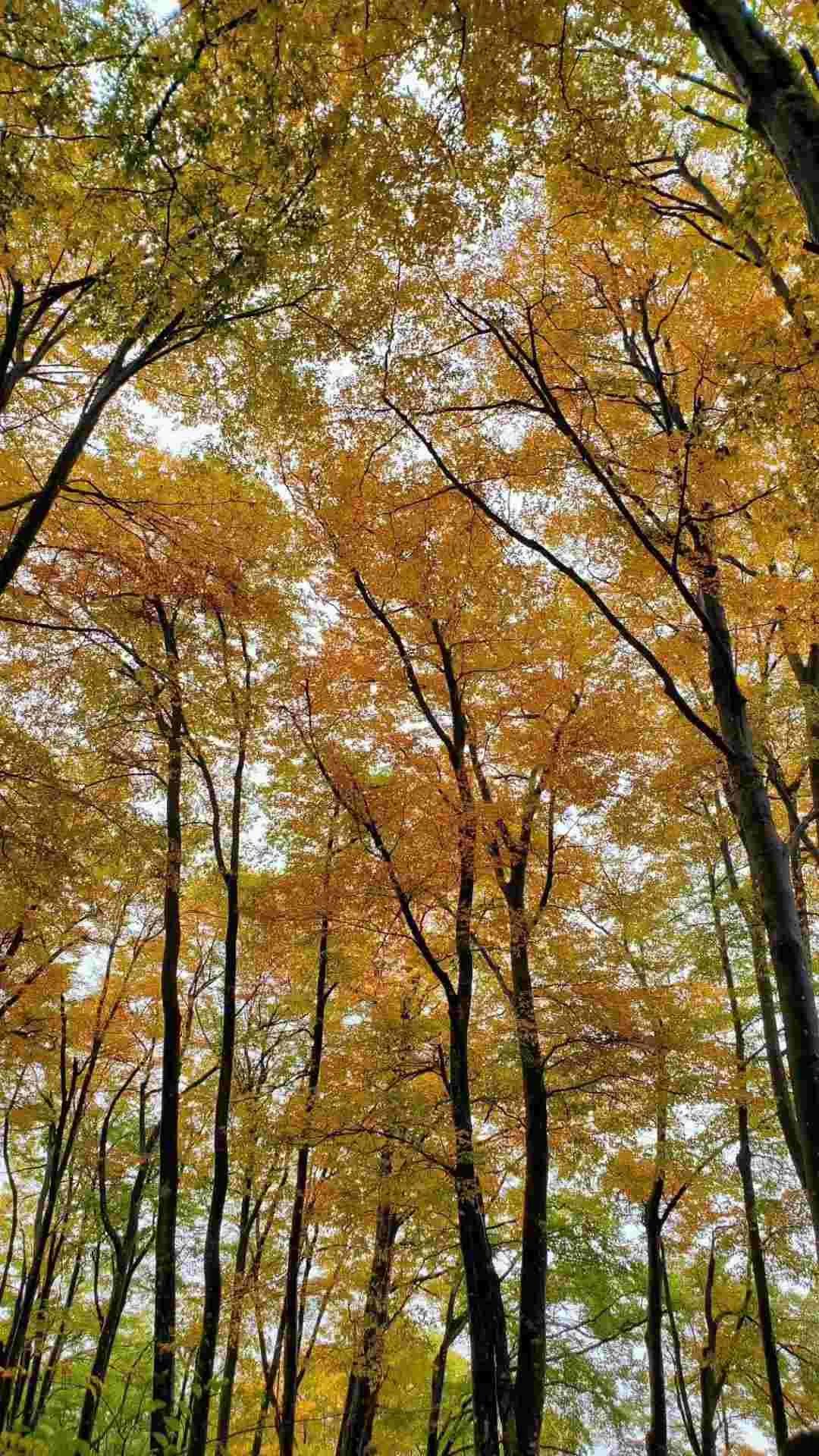 光雾山今天的红叶美景,光雾山红叶观赏全攻略