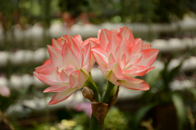 十二星座是大嘴巴还是小嘴,十二星座谁是大嘴巴