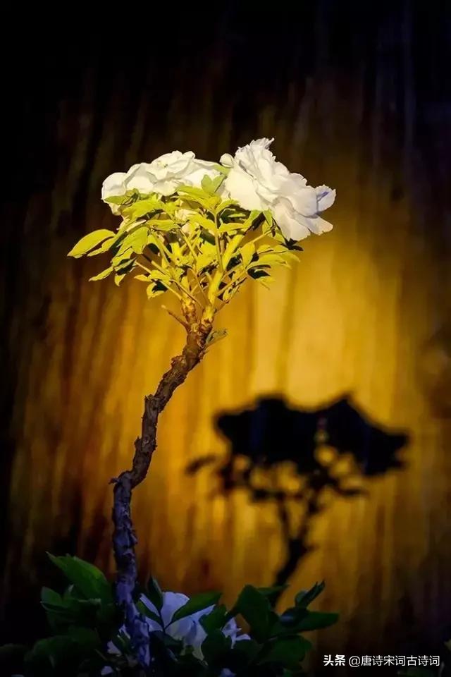 负你一生多少泪，月下花前