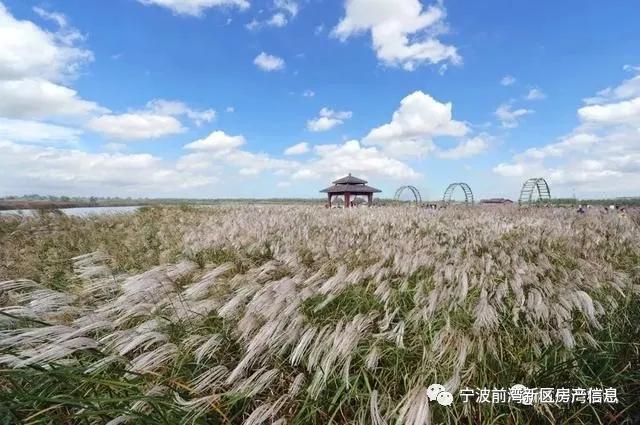 杭州湾新区发展前景好吗,杭州湾新区有没有发展前景