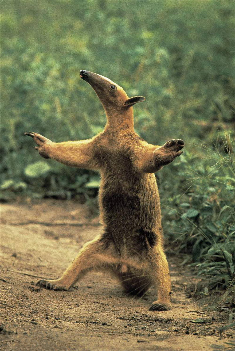 食蚁兽只吃蚂蚁和白蚁是哪个洲的,食蚁兽幼崽被蚂蚁咬死