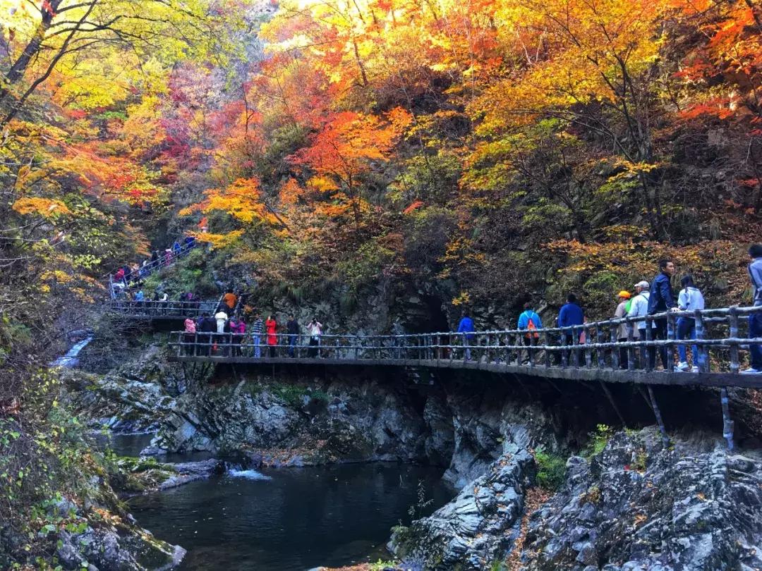 秋天来本溪赏枫叶,醉美枫叶季