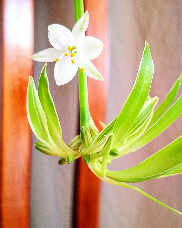 养吊兰如何避免黄叶干尖？定期喷洒此种水溶液，叶片越长越绿