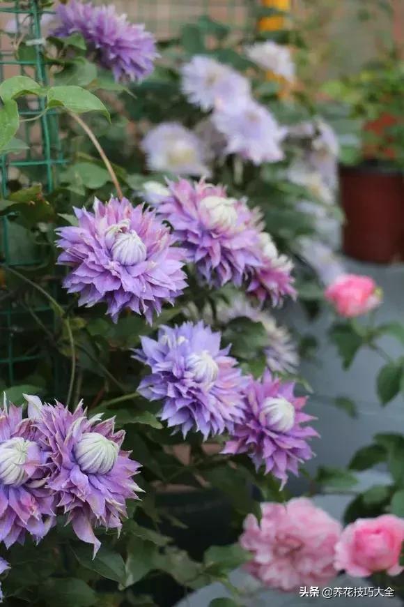 这十种爬藤花一开就是三年,3种极品爬藤花30天爬满庭院农村