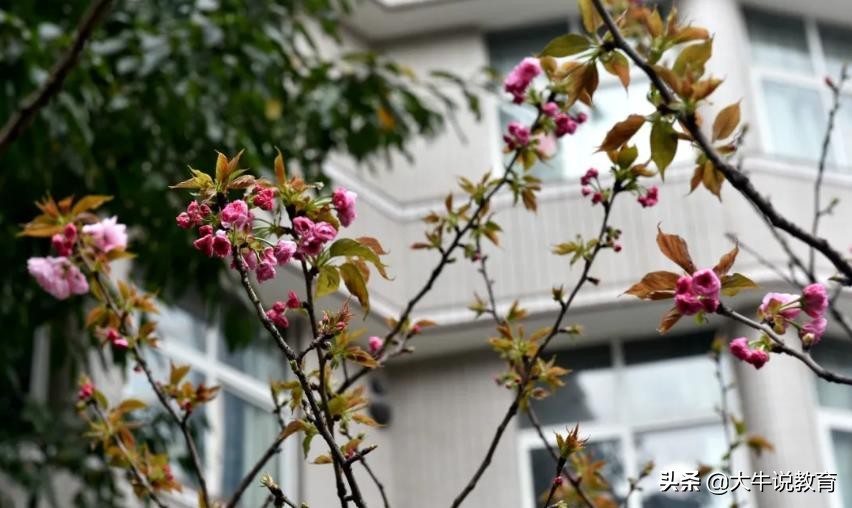 重庆42中特长招生简章,重庆市42中艺术特长生