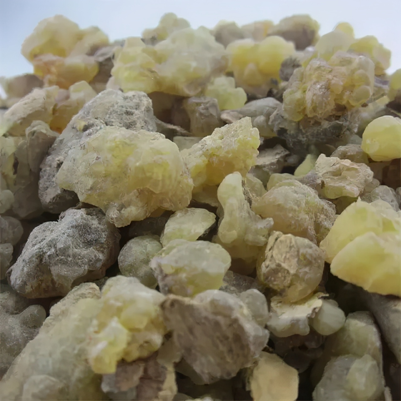 执业中药师常用单味药,中药药剂师必看的书