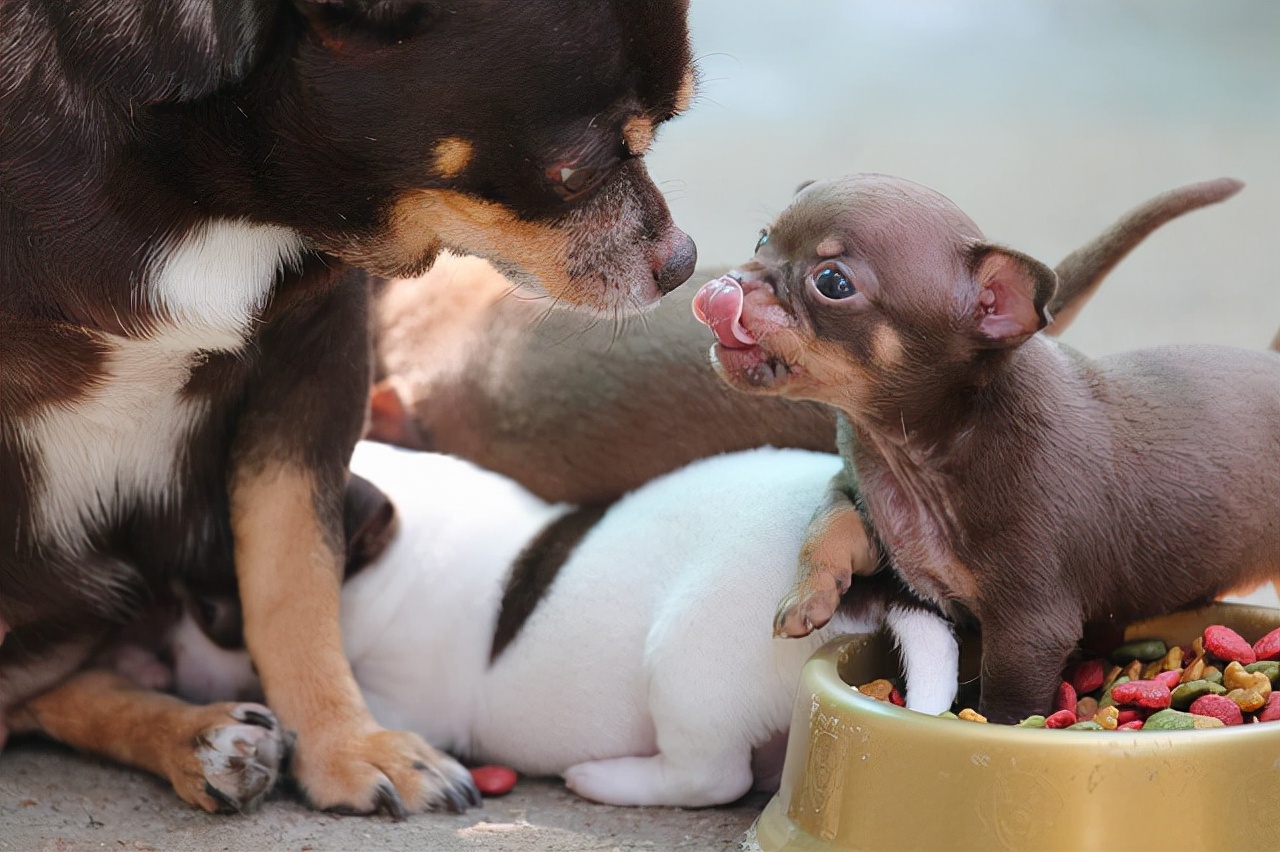 遇到恶狗攻击人如何自救,恶狗攻击人