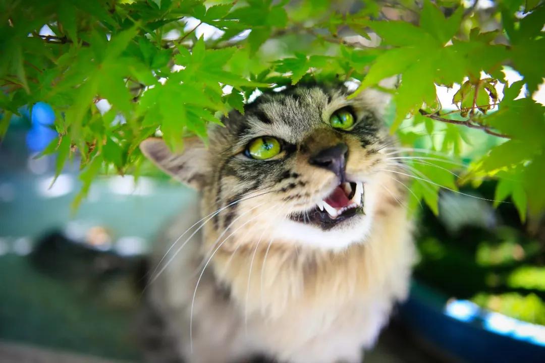 马霸霸|风度翩翩花荣荣