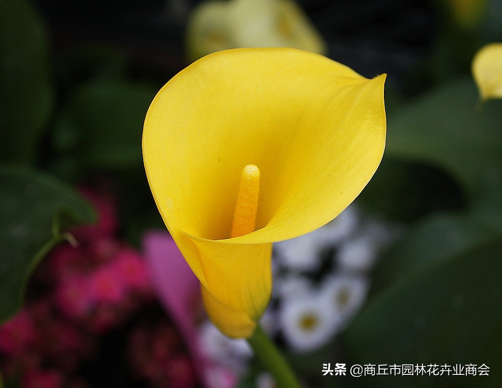 彩色马蹄莲怎么养好看,彩色马蹄莲种球复花