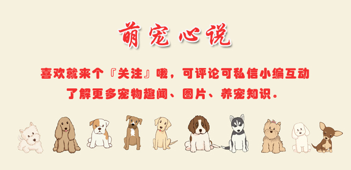 给小猫咪喂药的正确手法跟操作,猫咪生病了特别不配合治疗怎么办