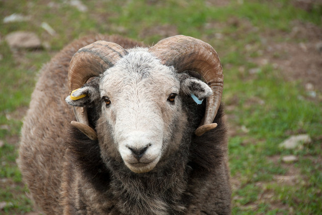 公羊怎么样育肥,公羊养殖技巧视频