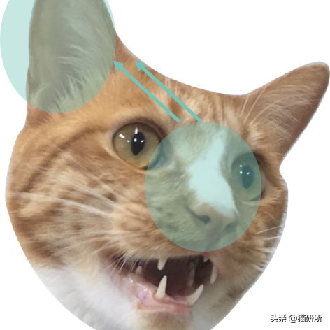 猫癣最全的药物治疗方法,如何快速的治愈猫癣