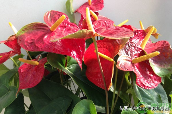 水培红掌叶子发黄快速补救方法,红掌叶子发黄全部剪掉会重新长吗